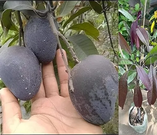 Bahan_Traders_Rere_Black_Kasturi_Mango_Grafted_Live_Plant_(Height_2_-_3_Feet)_Hybrid_(Fruit_After_1.5_-_2_Years)_Exotic_Flavor_&_Abundant_Harvest,_Fast_Growth_-_Ideal_For_Home_Gardens_|_Black_Mango_Tree
