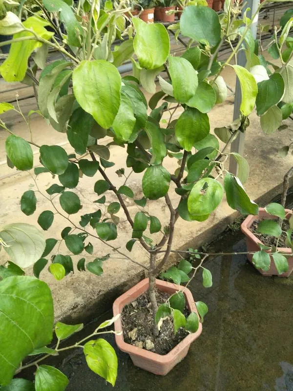 Bahan_Traders_Expensive_Live_Sweet_Jujube_Fruit_Famous_Ball_Sundari_Apple_Ber_Plant_With_Polybag_Suitable_For_Bonsai