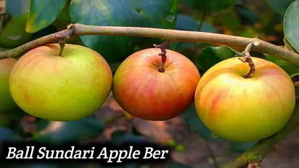 Bahan_Traders_Expensive_Live_Sweet_Jujube_Fruit_Famous_Ball_Sundari_Apple_Ber_Plant_With_Polybag_Suitable_For_Bonsai