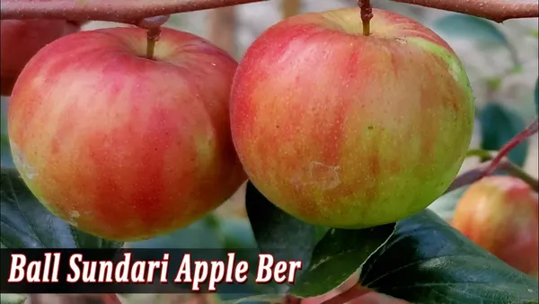 Bahan_Traders_Expensive_Live_Sweet_Jujube_Fruit_Famous_Ball_Sundari_Apple_Ber_Plant_With_Polybag_Suitable_For_Bonsai