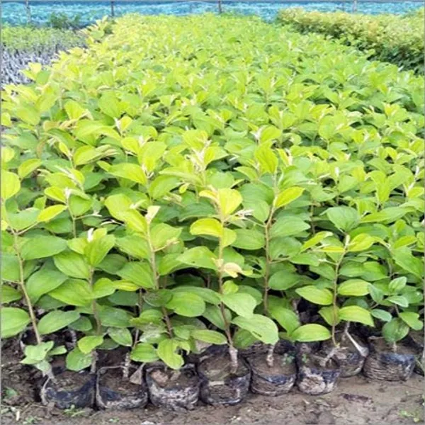 Bahan_Traders_Expensive_Live_Sweet_Jujube_Fruit_Famous_Ball_Sundari_Apple_Ber_Plant_With_Polybag_Suitable_For_Bonsai