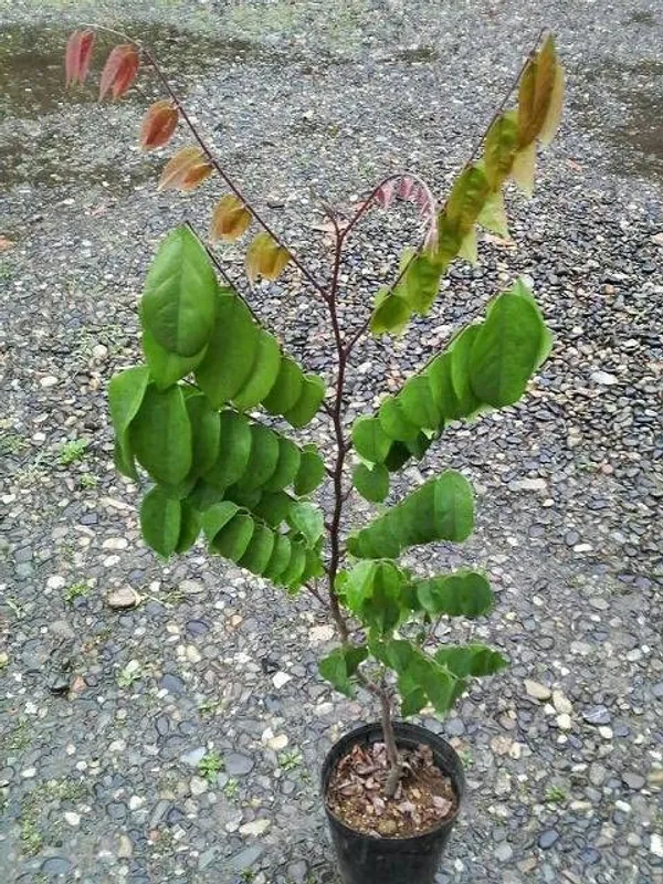 Bahan_Traders_Live_Sweet_All_Season_Carambola_Star_Fruit_Tree_Indonesia_Variety_Plant_With_Polybag_(1.5_-_2_Feet_Height)_-_Exotic_Addition_To_Your_Garden_-_Huge_Quantity_Fruit_Production_All_Season