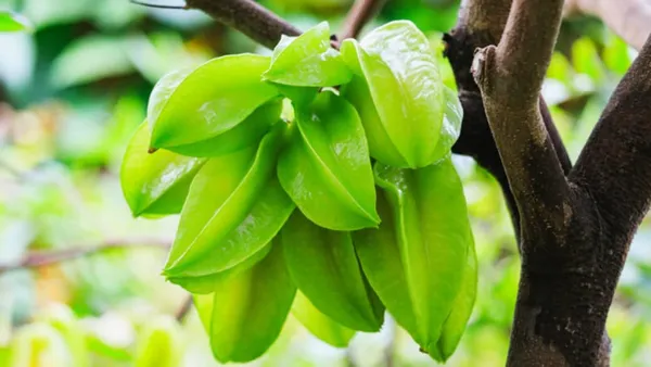 Bahan_Traders_Live_Sweet_All_Season_Carambola_Star_Fruit_Tree_Indonesia_Variety_Plant_With_Polybag_(1.5_-_2_Feet_Height)_-_Exotic_Addition_To_Your_Garden_-_Huge_Quantity_Fruit_Production_All_Season