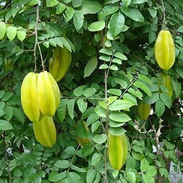 Bahan_Traders_Live_Sweet_All_Season_Carambola_Star_Fruit_Tree_Indonesia_Variety_Plant_With_Polybag_(1.5_-_2_Feet_Height)_-_Exotic_Addition_To_Your_Garden_-_Huge_Quantity_Fruit_Production_All_Season