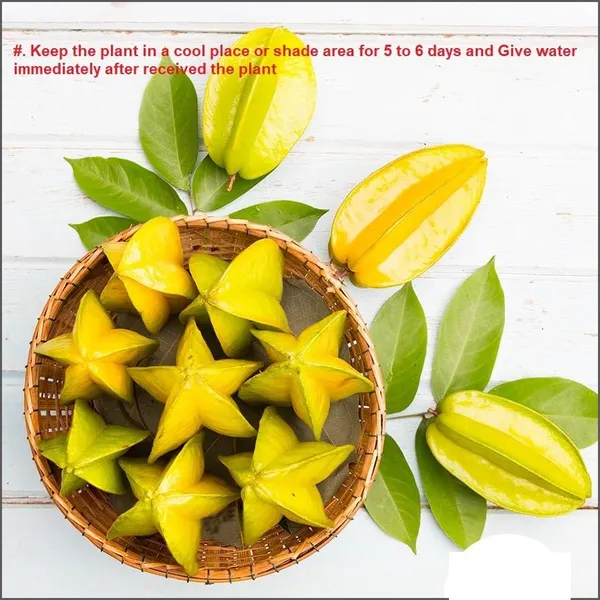 Bahan_Traders_Live_Sweet_All_Season_Carambola_Star_Fruit_Tree_Indonesia_Variety_Plant_With_Polybag_(1.5_-_2_Feet_Height)_-_Exotic_Addition_To_Your_Garden_-_Huge_Quantity_Fruit_Production_All_Season