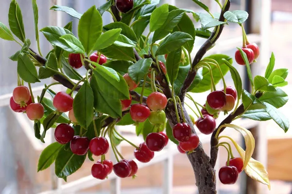 Bahan_Traders_Live_Barbados_Sweet_Cherry_Fruit_Plant__Fruits_Plants_Suitable_For_Bonsai_Plant_Comes_With_Poly_Bag_For_Home_Garden