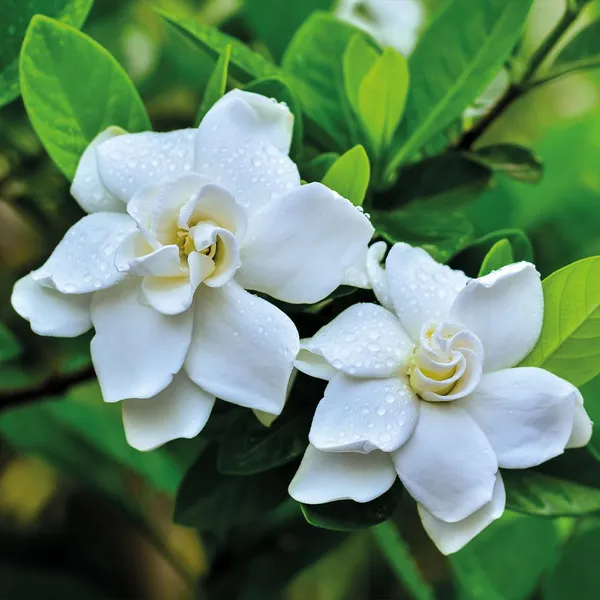 Bahan_Traders_Live_All_Season_Gandharaj__Gardenia_Fragrant_Blooming_Flower_Plant_For_Home_Gardens