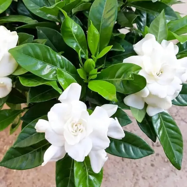 Bahan_Traders_Live_All_Season_Gandharaj__Gardenia_Fragrant_Blooming_Flower_Plant_For_Home_Gardens