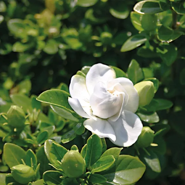 Bahan_Traders_Live_All_Season_Gandharaj__Gardenia_Fragrant_Blooming_Flower_Plant_For_Home_Gardens