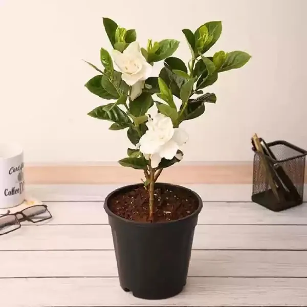 Bahan_Traders_Live_All_Season_Gandharaj__Gardenia_Fragrant_Blooming_Flower_Plant_For_Home_Gardens
