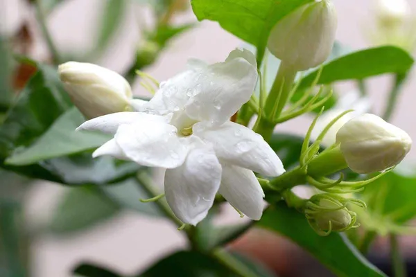 Bahan_Traders_Live_All_Season_Gandharaj__Gardenia_Fragrant_Blooming_Flower_Plant_For_Home_Gardens