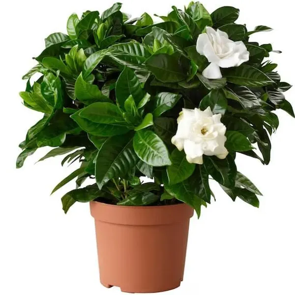 Bahan_Traders_Live_All_Season_Gandharaj__Gardenia_Fragrant_Blooming_Flower_Plant_For_Home_Gardens