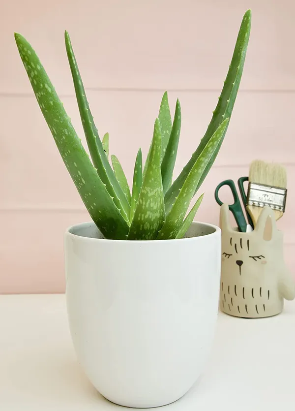Bahan_Traders_Live_Sweet_Aloe_Vera_Medicinal_Plant_With_Nursery_Grower_Bag__Pot__Suitable_For_Indoor_&_Outdoor_Places