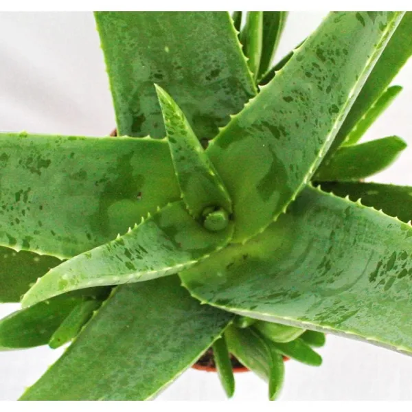 Bahan_Traders_Live_Sweet_Aloe_Vera_Medicinal_Plant_With_Nursery_Grower_Bag__Pot__Suitable_For_Indoor_&_Outdoor_Places