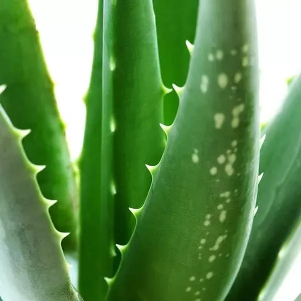 Bahan_Traders_Live_Sweet_Aloe_Vera_Medicinal_Plant_With_Nursery_Grower_Bag__Pot__Suitable_For_Indoor_&_Outdoor_Places