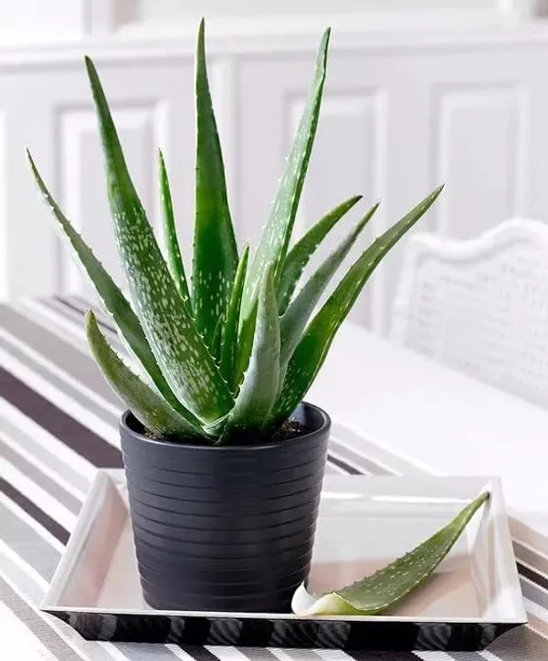 Bahan_Traders_Live_Sweet_Aloe_Vera_Medicinal_Plant_With_Nursery_Grower_Bag__Pot__Suitable_For_Indoor_&_Outdoor_Places