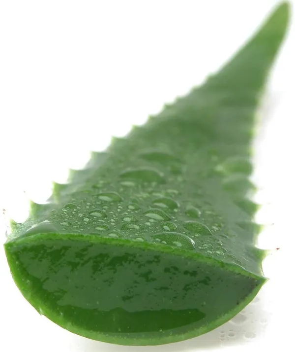 Bahan_Traders_Live_Sweet_Aloe_Vera_Medicinal_Plant_With_Nursery_Grower_Bag__Pot__Suitable_For_Indoor_&_Outdoor_Places
