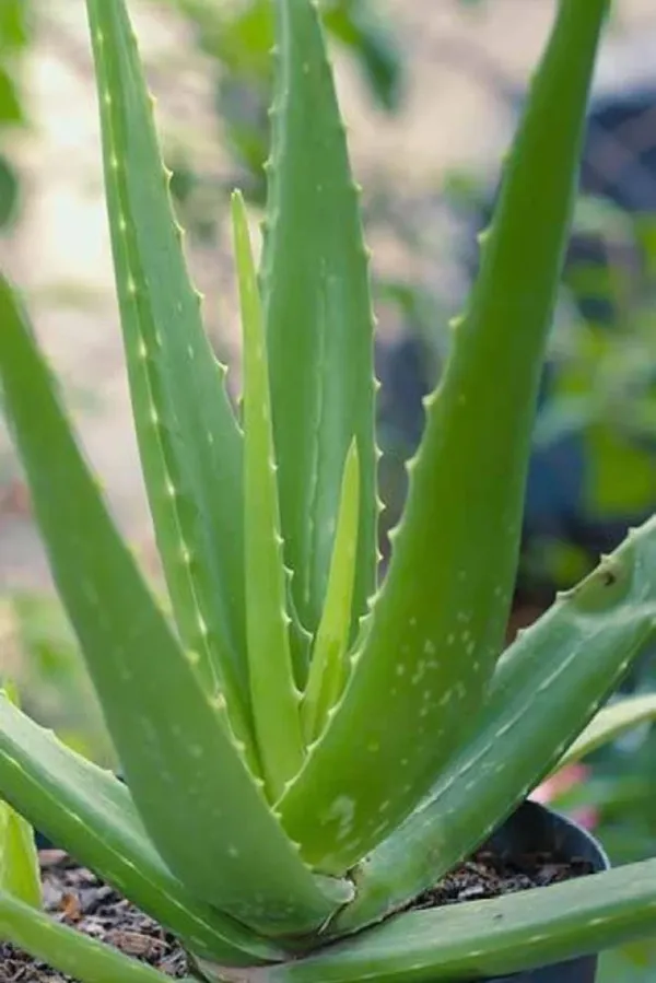 Bahan_Traders_Live_Sweet_Aloe_Vera_Medicinal_Plant_With_Nursery_Grower_Bag__Pot__Suitable_For_Indoor_&_Outdoor_Places
