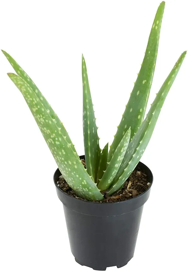 Bahan_Traders_Live_Sweet_Aloe_Vera_Medicinal_Plant_With_Nursery_Grower_Bag__Pot__Suitable_For_Indoor_&_Outdoor_Places