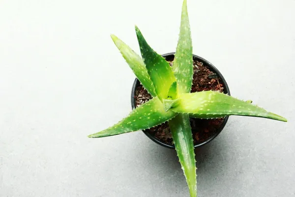 Bahan_Traders_Live_Sweet_Aloe_Vera_Medicinal_Plant_With_Nursery_Grower_Bag__Pot__Suitable_For_Indoor_&_Outdoor_Places