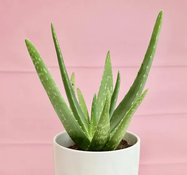 Bahan_Traders_Live_Sweet_Aloe_Vera_Medicinal_Plant_With_Nursery_Grower_Bag__Pot__Suitable_For_Indoor_&_Outdoor_Places