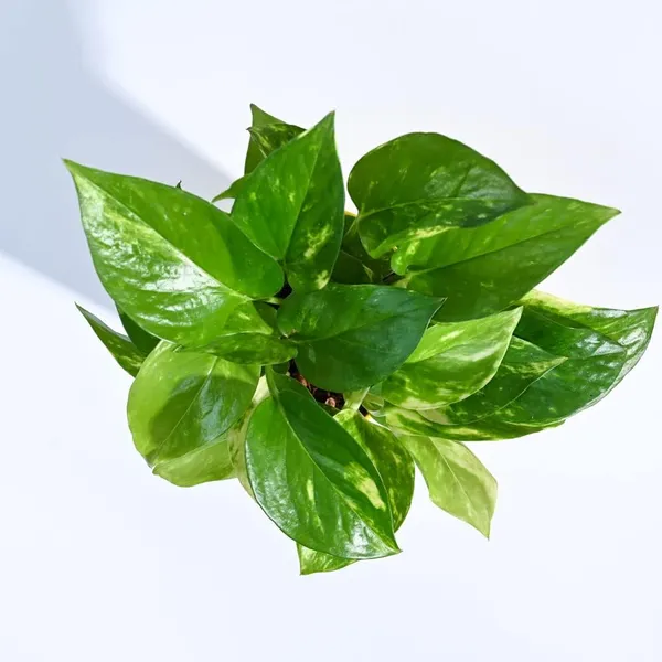Bahan_Traders_Good_Luck_Money_Plant_Variegated_With_Pot_-_Live_Indoor__Outdoor_Decorative_Plant_For_Home_&_Office