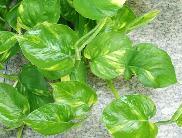 Bahan_Traders_Good_Luck_Money_Plant_Variegated_With_Pot_-_Live_Indoor__Outdoor_Decorative_Plant_For_Home_&_Office
