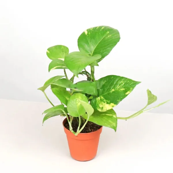 Bahan_Traders_Good_Luck_Money_Plant_Variegated_With_Pot_-_Live_Indoor__Outdoor_Decorative_Plant_For_Home_&_Office