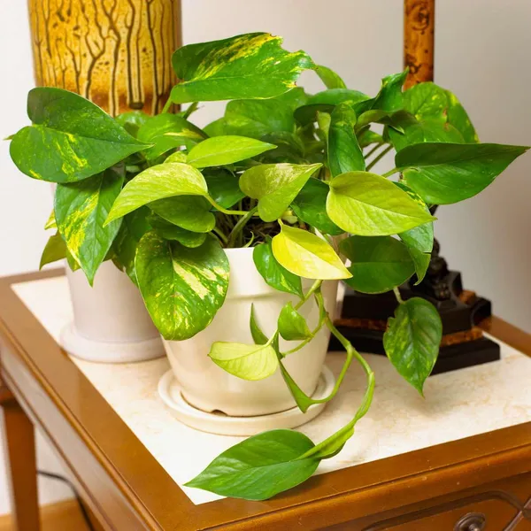 Bahan_Traders_Good_Luck_Money_Plant_Variegated_With_Pot_-_Live_Indoor__Outdoor_Decorative_Plant_For_Home_&_Office