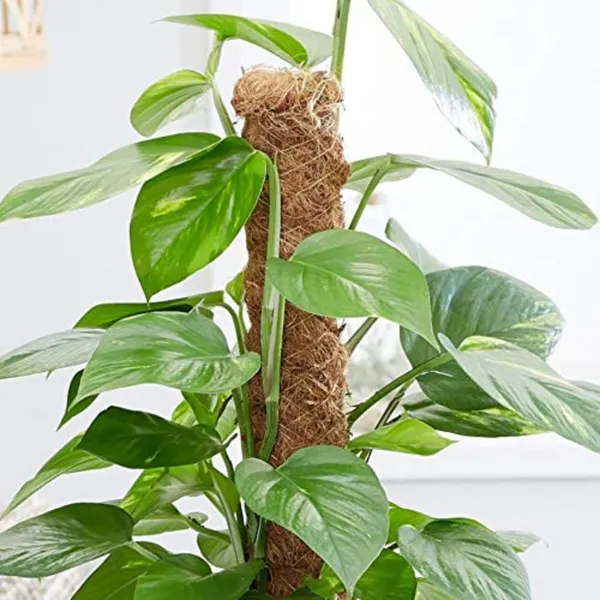 Bahan_Traders_Good_Luck_Money_Plant_Variegated_With_Pot_-_Live_Indoor__Outdoor_Decorative_Plant_For_Home_&_Office