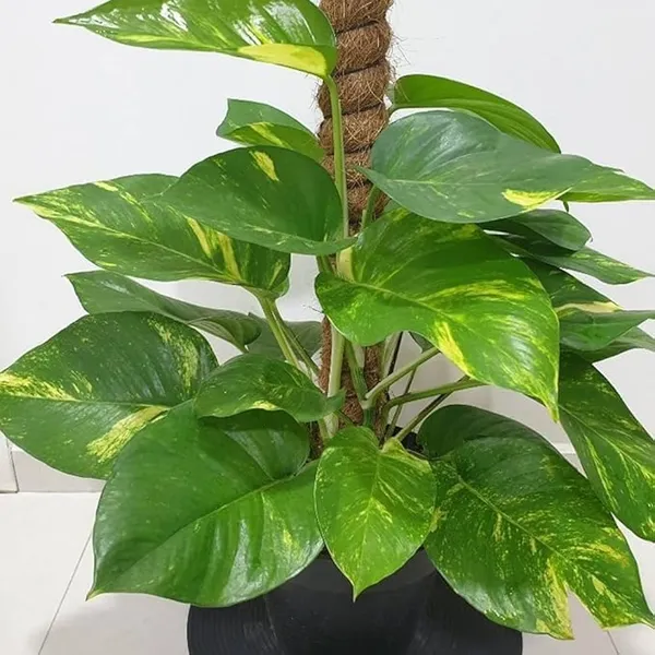 Bahan_Traders_Good_Luck_Money_Plant_Variegated_With_Pot_-_Live_Indoor__Outdoor_Decorative_Plant_For_Home_&_Office