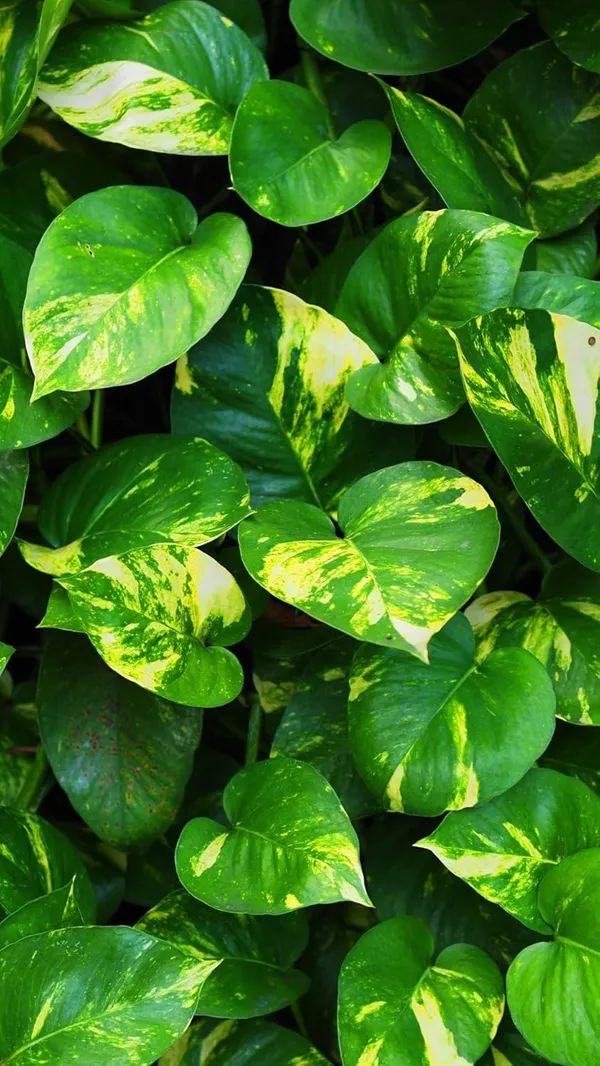 Bahan_Traders_Good_Luck_Money_Plant_Variegated_With_Pot_-_Live_Indoor__Outdoor_Decorative_Plant_For_Home_&_Office