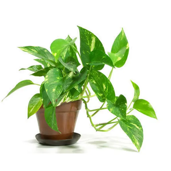 Bahan_Traders_Good_Luck_Money_Plant_Variegated_With_Pot_-_Live_Indoor__Outdoor_Decorative_Plant_For_Home_&_Office
