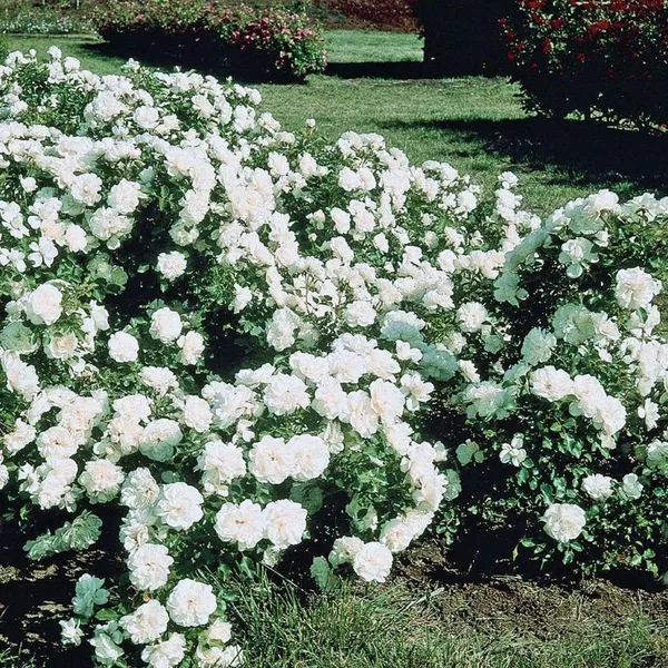 Bahan_Traders_All_Season_White_Rose_|_Grafted_Climbing_Hybrid_Double_Petal_1_Healthy_Live_Decorative_Flowering_Plant_For_Home_Garden_Tree_Plant_Height_1_-_1.5_Fet_In_Grow_Bag