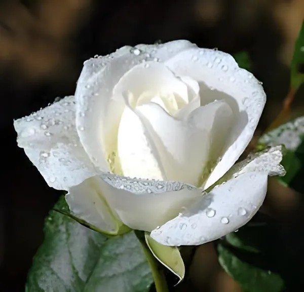Bahan_Traders_All_Season_White_Rose_|_Grafted_Climbing_Hybrid_Double_Petal_1_Healthy_Live_Decorative_Flowering_Plant_For_Home_Garden_Tree_Plant_Height_1_-_1.5_Fet_In_Grow_Bag