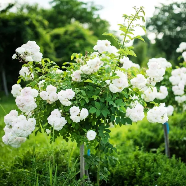 Bahan_Traders_All_Season_White_Rose_|_Grafted_Climbing_Hybrid_Double_Petal_1_Healthy_Live_Decorative_Flowering_Plant_For_Home_Garden_Tree_Plant_Height_1_-_1.5_Fet_In_Grow_Bag