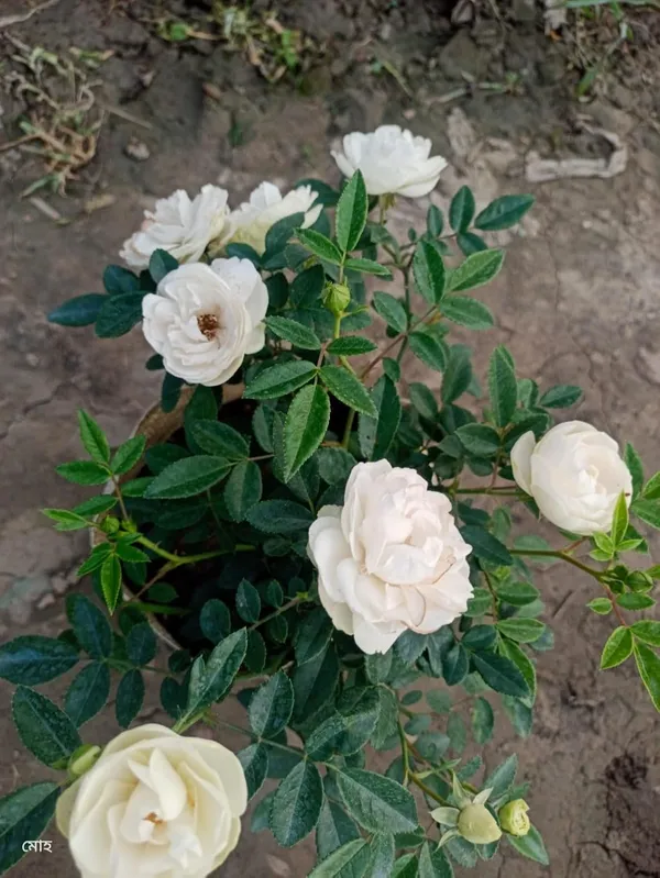 Bahan_Traders_All_Season_White_Rose_|_Grafted_Climbing_Hybrid_Double_Petal_1_Healthy_Live_Decorative_Flowering_Plant_For_Home_Garden_Tree_Plant_Height_1_-_1.5_Fet_In_Grow_Bag