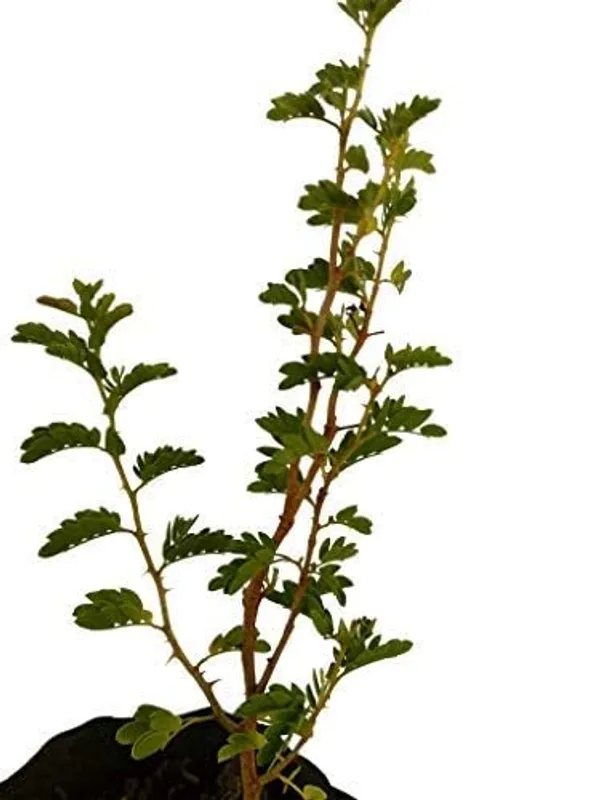Bahan_Traders_Shami_-_Prosopis_Cineraria__Holy_Tree__Sami_Ka_Paudha_Sami_Live_Medicinal_Plant_For_Home_And_Garden
