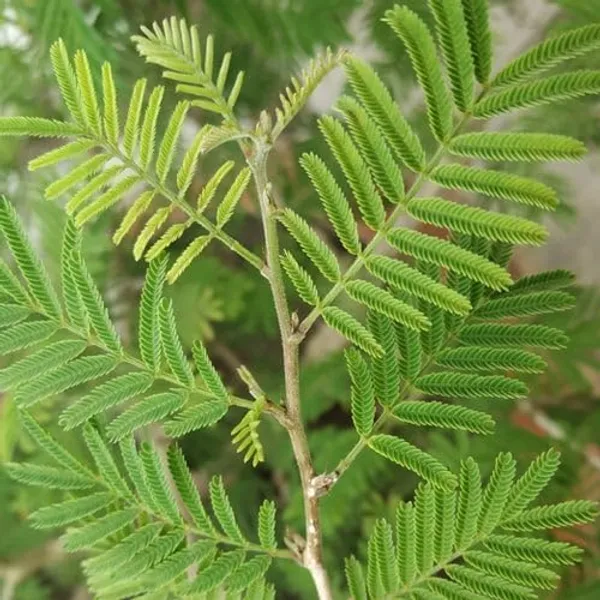 Bahan_Traders_Shami_-_Prosopis_Cineraria__Holy_Tree__Sami_Ka_Paudha_Sami_Live_Medicinal_Plant_For_Home_And_Garden