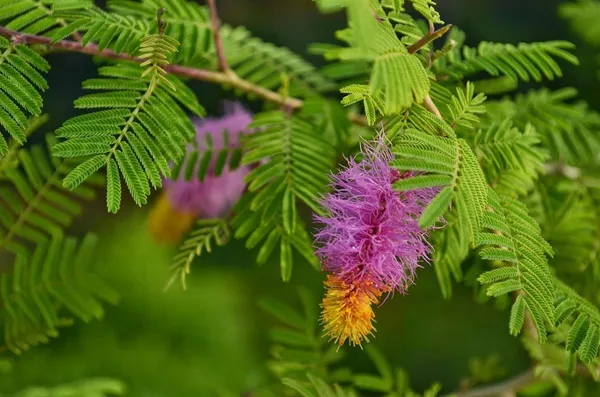 Bahan_Traders_Shami_-_Prosopis_Cineraria__Holy_Tree__Sami_Ka_Paudha_Sami_Live_Medicinal_Plant_For_Home_And_Garden