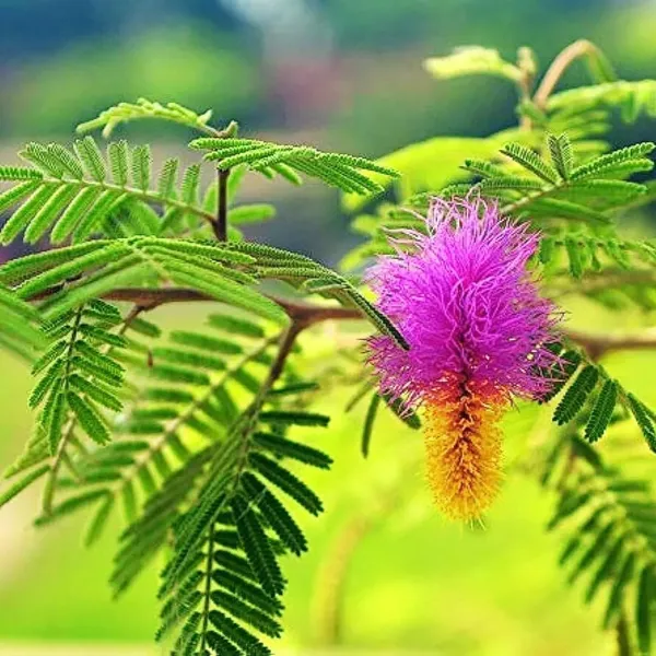 Bahan_Traders_Shami_-_Prosopis_Cineraria__Holy_Tree__Sami_Ka_Paudha_Sami_Live_Medicinal_Plant_For_Home_And_Garden