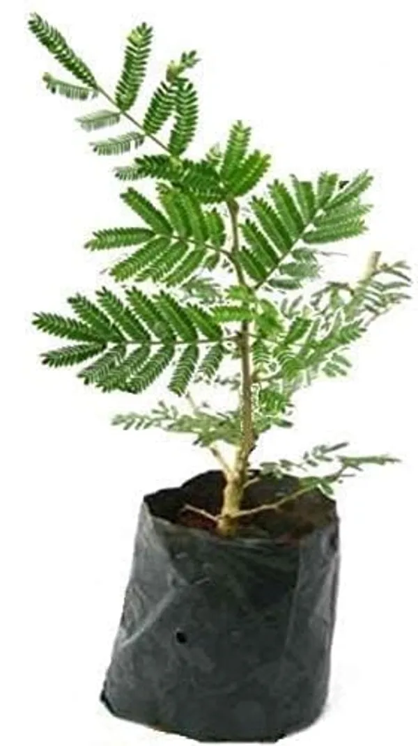 Bahan_Traders_Shami_-_Prosopis_Cineraria__Holy_Tree__Sami_Ka_Paudha_Sami_Live_Medicinal_Plant_For_Home_And_Garden