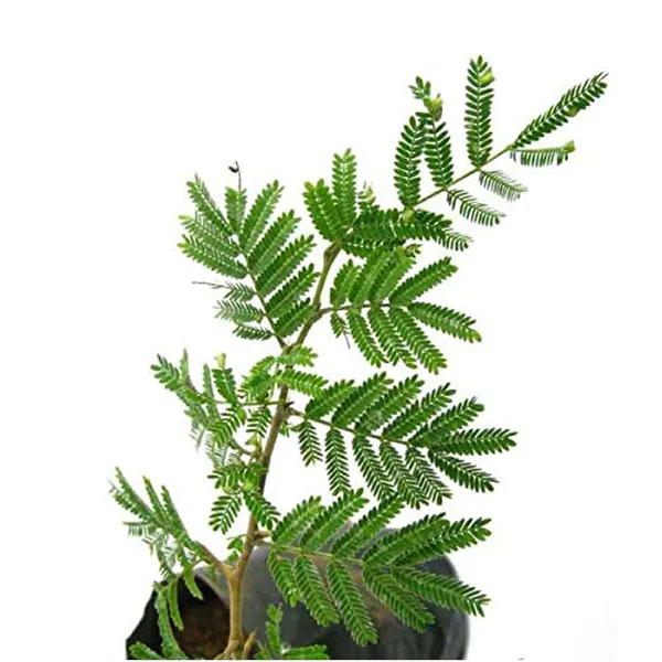 Bahan_Traders_Shami_-_Prosopis_Cineraria__Holy_Tree__Sami_Ka_Paudha_Sami_Live_Medicinal_Plant_For_Home_And_Garden