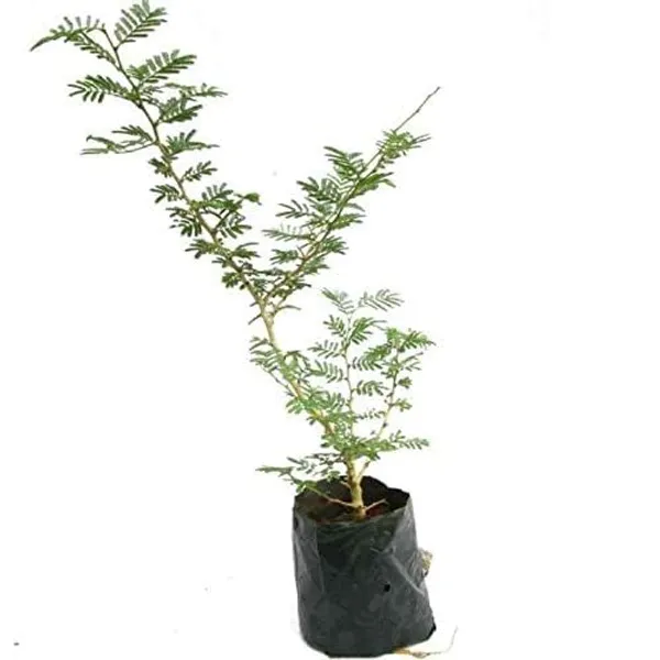 Bahan_Traders_Shami_-_Prosopis_Cineraria__Holy_Tree__Sami_Ka_Paudha_Sami_Live_Medicinal_Plant_For_Home_And_Garden