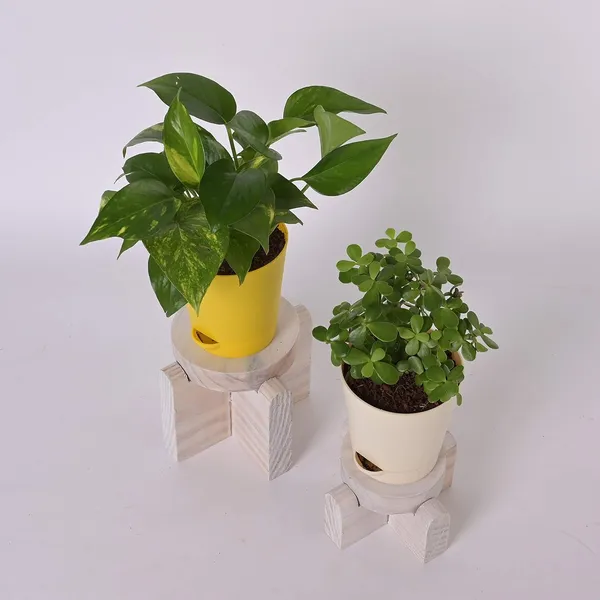 Bahan_Traders_Good_Luck_-_Jade_Plant_&_Money_Plant_Variegated_Live_Indoor_Plants_For_Home_With_Pot_(Pack_Of_2_Plants)