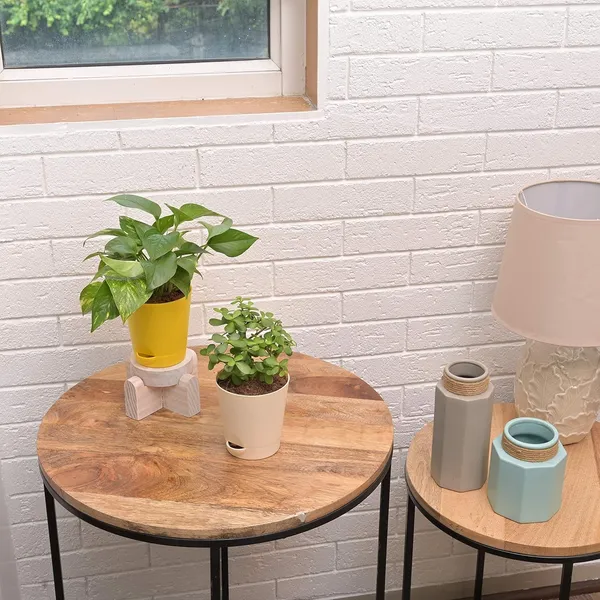 Bahan_Traders_Good_Luck_-_Jade_Plant_&_Money_Plant_Variegated_Live_Indoor_Plants_For_Home_With_Pot_(Pack_Of_2_Plants)