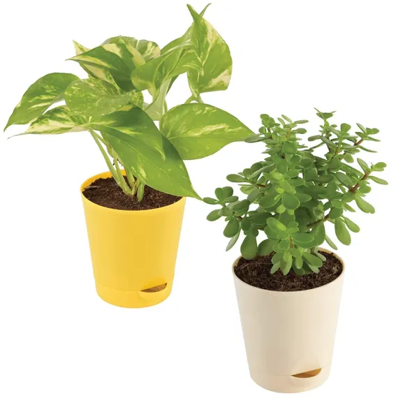 Bahan_Traders_Good_Luck_-_Jade_Plant_&_Money_Plant_Variegated_Live_Indoor_Plants_For_Home_With_Pot_(Pack_Of_2_Plants)