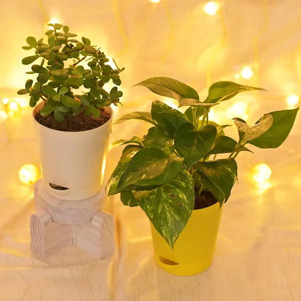Bahan_Traders_Good_Luck_-_Jade_Plant_&_Money_Plant_Variegated_Live_Indoor_Plants_For_Home_With_Pot_(Pack_Of_2_Plants)