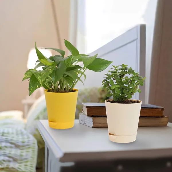 Bahan_Traders_Good_Luck_-_Jade_Plant_&_Money_Plant_Variegated_Live_Indoor_Plants_For_Home_With_Pot_(Pack_Of_2_Plants)