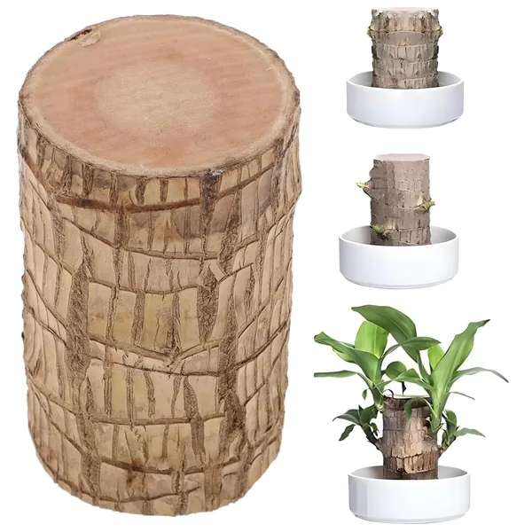 Bahan_Traders_Brazilian_Wood_Stick_Lucky_Bamboo_Plant_Good_Luck_Live_Brazil_Wood_-_Indoor_Feng_Shui_Plants_For_Living_Room_&_Home_Office_Decor_(Whitout_Pot)